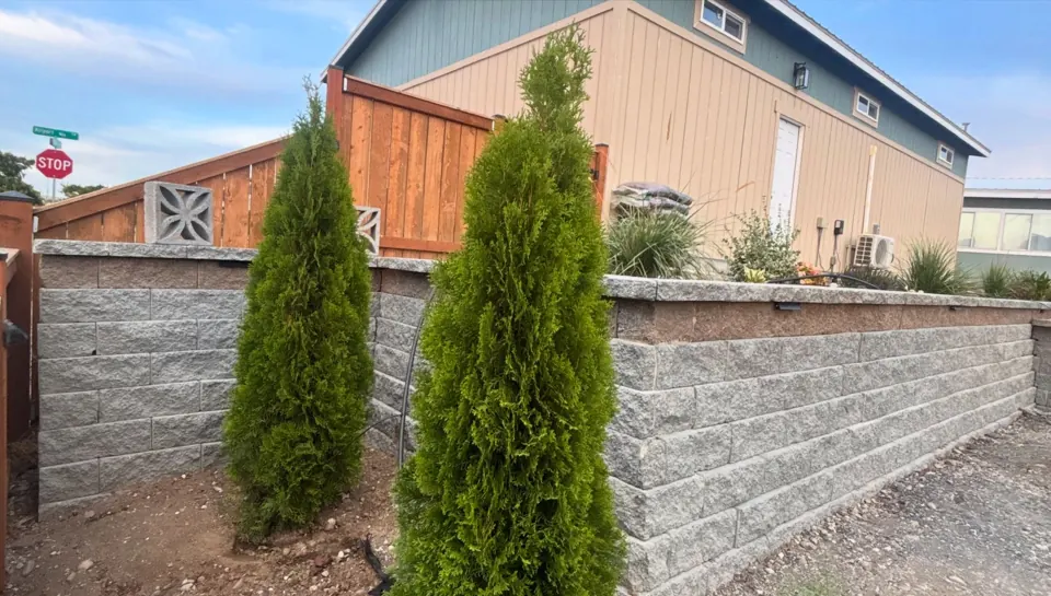 Retaining wall with planted arborvitae in Desert Aire